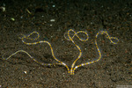 Brittle Stars