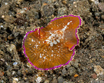 Polycladida