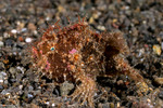 Frogfishes