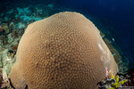 Stony Corals