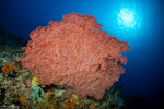 Octocorals