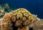 Lobophyllia