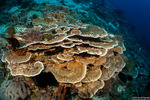 Montipora