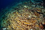 Stony Corals