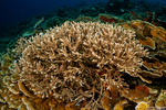 Acropora