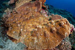 Stony Corals