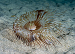 Cnidaria