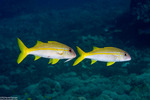 Goatfishes