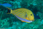 Surgeonfishes and Tangs