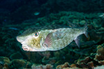 Boxfishes