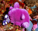 Hydrocorals