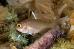 Cardinalfishes