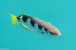 Carangaria
