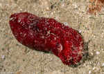 Sea Cucumbers