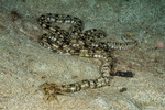 Sea Cucumbers