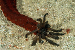 Sea Cucumbers