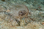 Ceriantharia