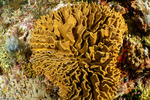 Octocorals