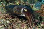 Cuttlefishes