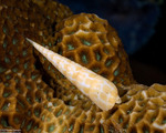 Conoidea