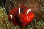 Amphiprion