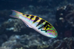 Wrasses