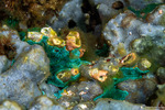 Tunicates