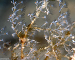 Cnidarians