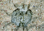 Lysiosquilloidea