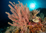 Octocorals