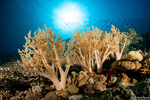 Octocorals