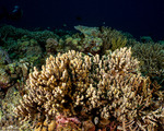 Montipora