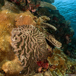 Lobophyllia