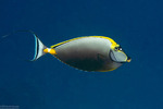 Unicornfishes