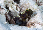 Gobiiformes