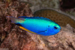 Pomacentrus