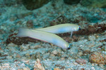 Microdesmidae