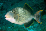 Pseudobalistes