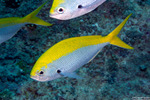 Eupercaria