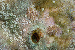 Tenellia