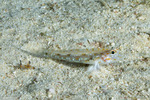 Fusigobius