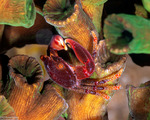 Trapezioidea