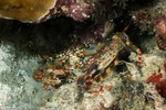 Thalamitinae