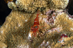 Cinetorhynchus