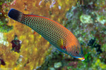 Pseudodax