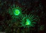 Palythoa