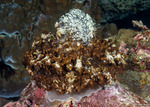 Phyllodiscus