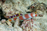 Amblyeleotris
