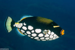 Balistoides