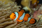 Pomacentridae